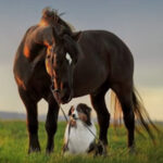 cheval chien fleurs pour animaux